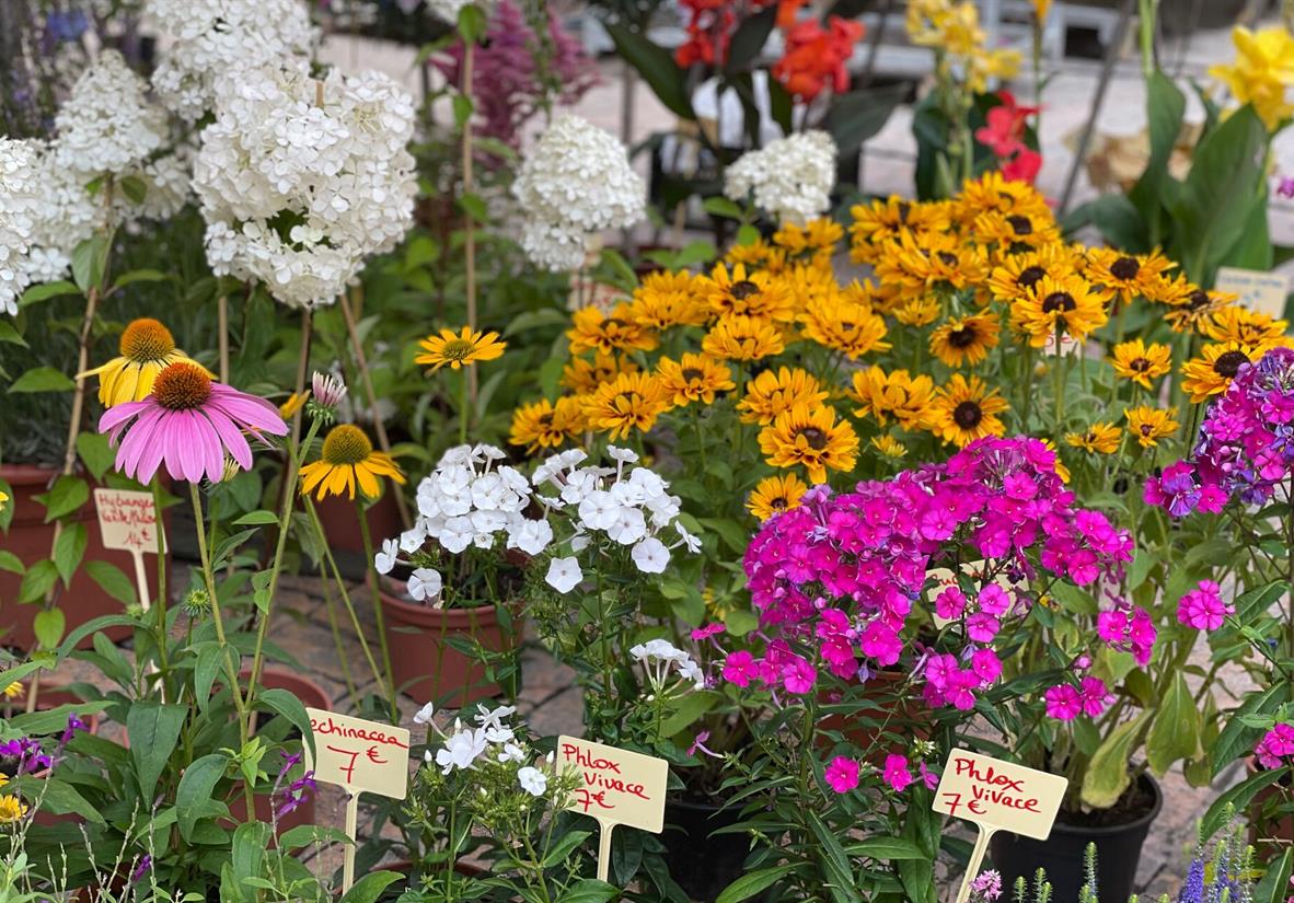 Sarlat Market Flowers