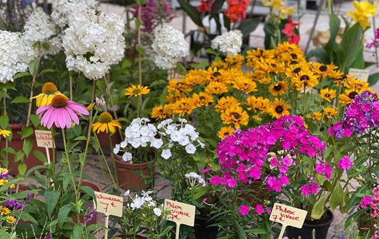 Sarlat Market Flowers