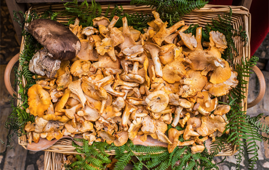 Golden Chanterelles