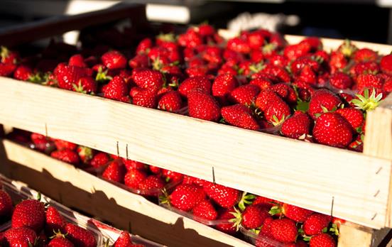 Market strawberries in the Dordogne