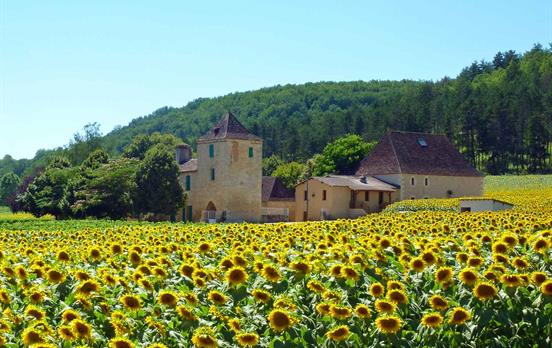 sunflower field in the Dordogne
