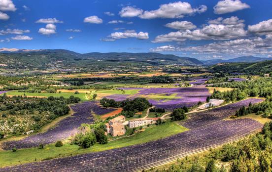 Lavender fields