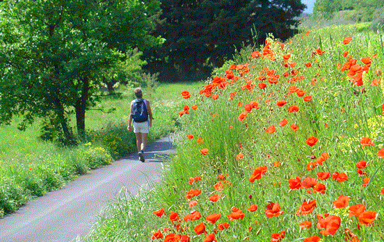 Wildflowers in bloom