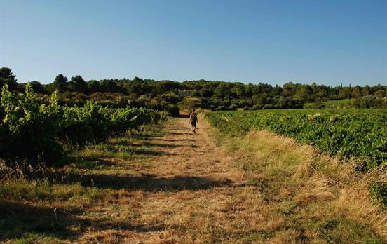 Walking in the vineyards