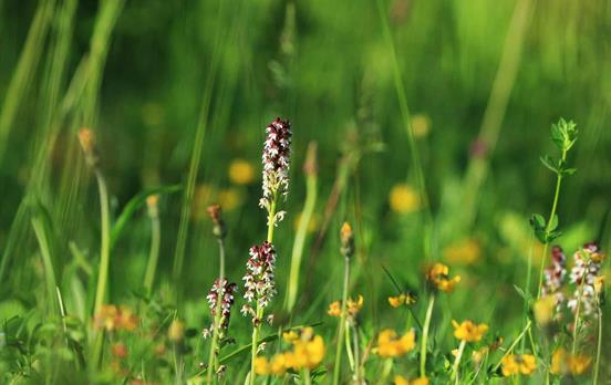 Wildflowers in bloom - Burnt Orchid