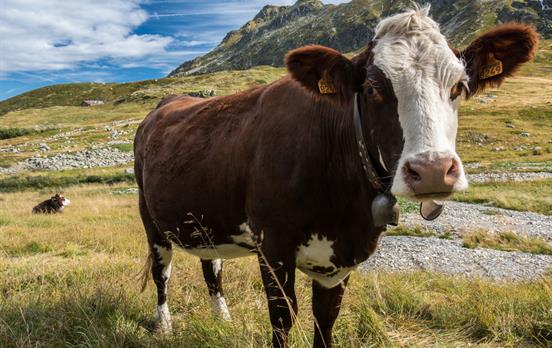 Alpine cow along the trail