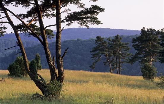 Wacholderheide im Altmühltal