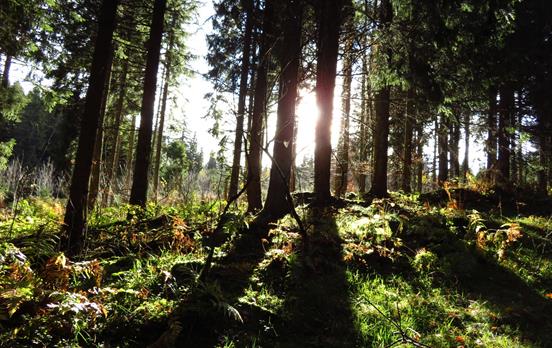 Walk through dense primeval forest