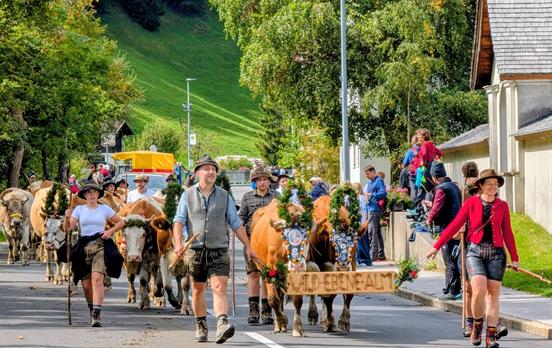 Cattle returning from meadows