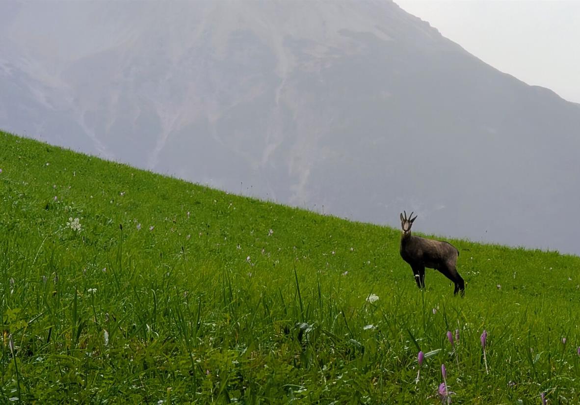 Keep a keen eye out for local chamois