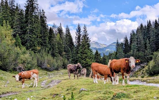 1500x1000images-Lechweg-cows