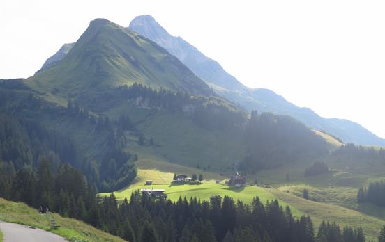Tree covered peaks