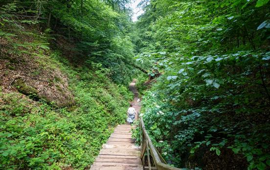 Bohlenweg durch saftig grünen Wald