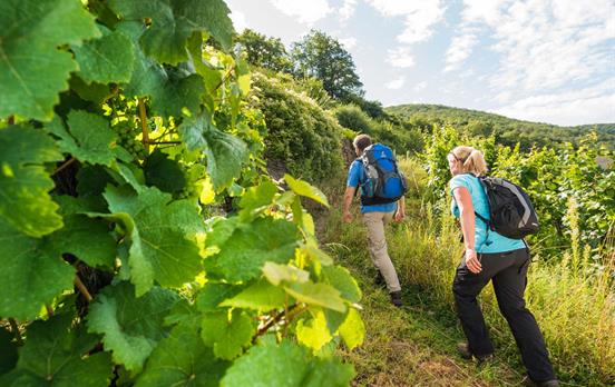 Wandern umgeben von Weinstöcken