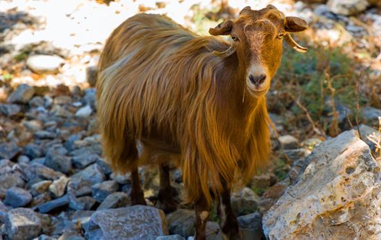 Goat in the Imbros Gorge
