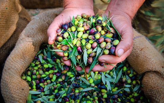 Olives galore!