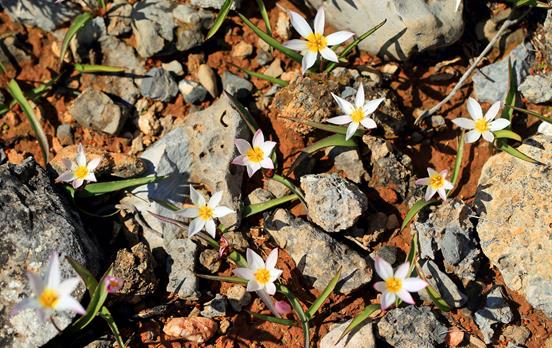 Rare Cretan Tulip
