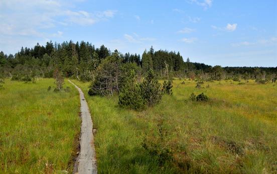 Crossing through marshland
