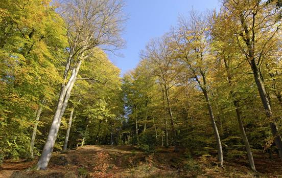 Weg durch dichten Wald © Südliche Weinstrasse e.V.
