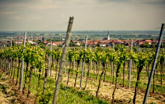 Wandern durch Weinberge