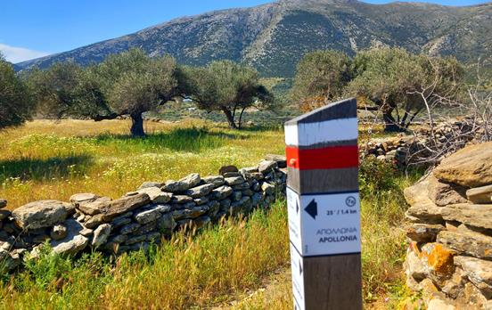 Olive trees and waymarker, Sifnos