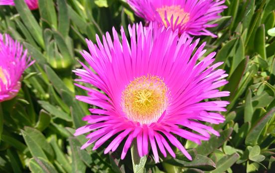 Beautiful spring flowers