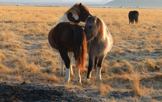 Wild horses are a common sight in Iceland