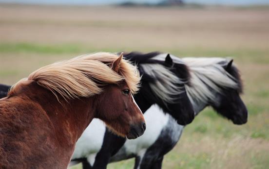 Wild horses are a common sight in Iceland