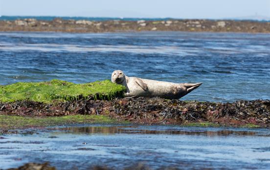 Seehunde an den Stränden von Inishmore