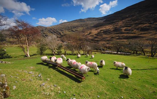 Lots of Irish sheep!