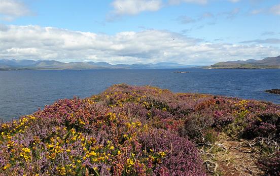 Blossoming gorse and heather