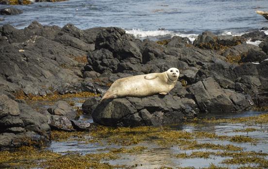 Local seals on Rathlin Island
