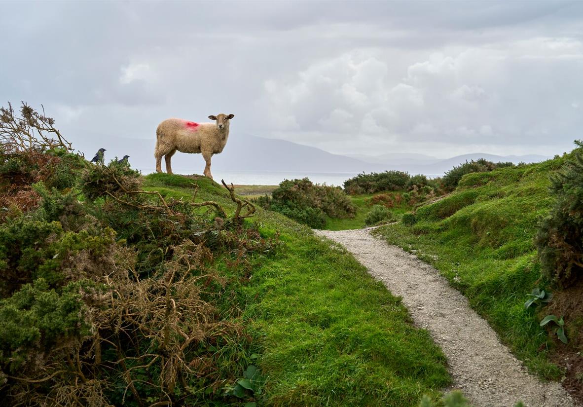 no shortages of sheep along the Dingle Way