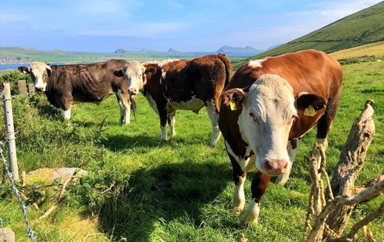Friendly locals grazing in the greenery