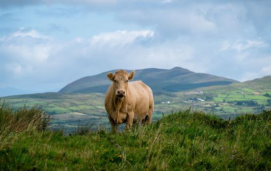 Friendly companions on the Kerry Way