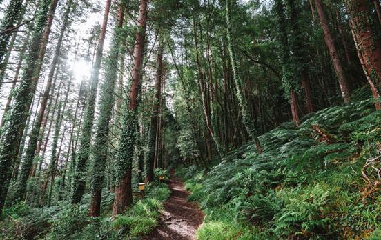 Enchanted woods on the Kerry Way