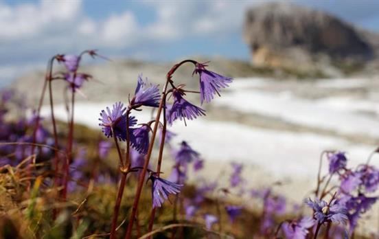 Alpine flora