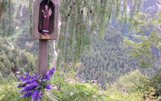 Alpine flowers and fauna