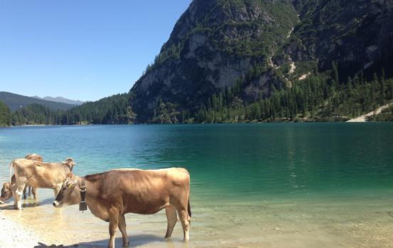 Alpine cows cooling off in Lago di Braies