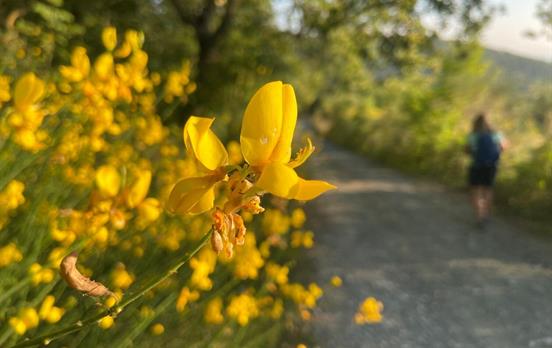 Wildflowers en route