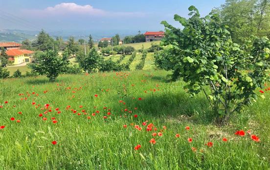 Hazelnut groves and wildflowers