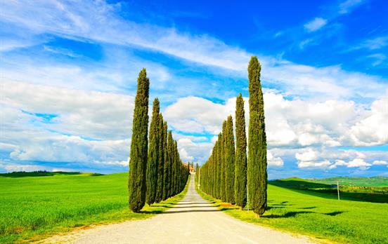 Cyprus trees near Siena