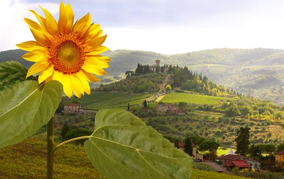 Tuscan sunflowers