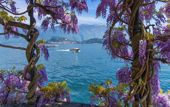 Lake Como and wonderful wisteria