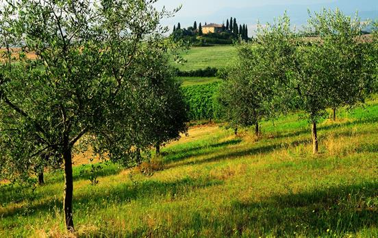 Fields of olive groves