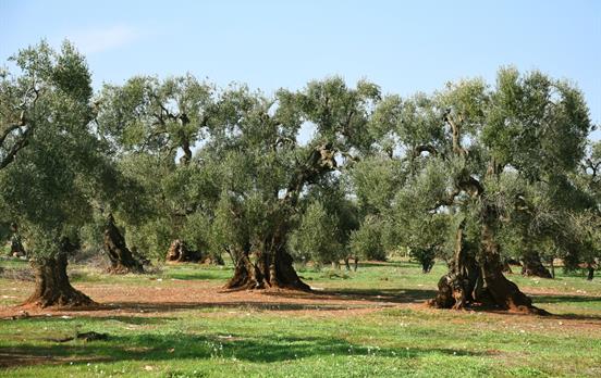 VsourzUmbracoStandardImage-OlivetreesinruralPuglia