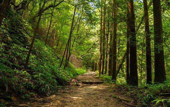 Walk through tranquil forest with gigantic trees