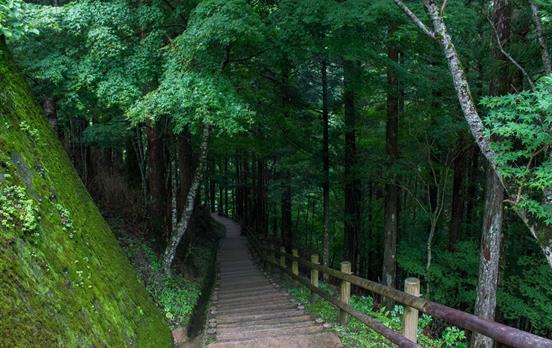 Trail descending into a canopy of trees