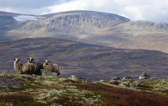 Sheep in Geilo