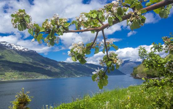 Blossoms in thehardangerfjord